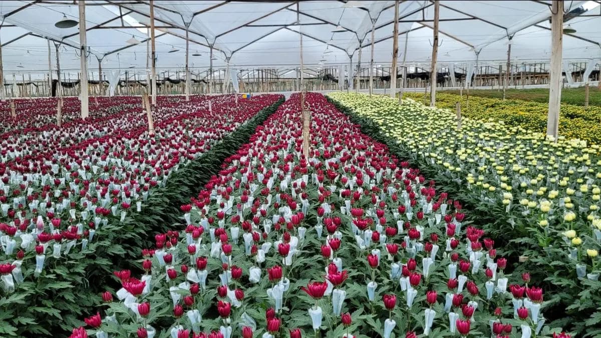 DR18 - Investiții în floricultură, plante medicinale și aromatice